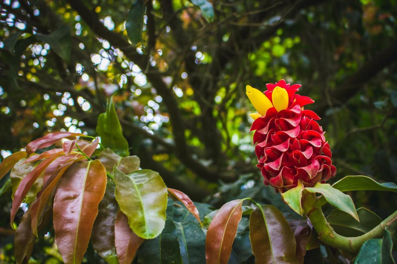 Pousada Alem Do Jardim Praia do Rosa Eksteriør billede